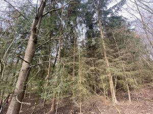 Prodej lesa, Pačejov - Strážovice, 2841 m2