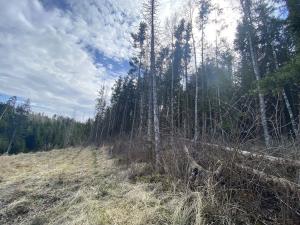 Prodej lesa, Červený Hrádek, 574 m2