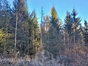 Prodej lesa, Dačice, 14057 m2