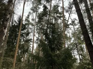 Prodej lesa, Hradiště, 1732 m2
