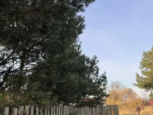 Prodej podílu lesa, Čistá, 878 m2