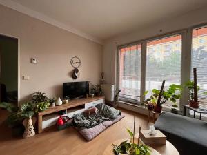 Pronájem bytu 2+kk, Olomouc, Handkeho, 55 m2