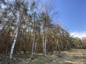 Prodej lesa, Všehrdy, 2222 m2