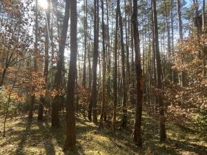 Prodej lesa, Všehrdy, 2222 m2