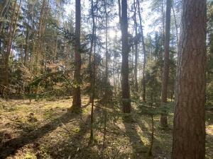 Prodej lesa, Všehrdy, 2222 m2