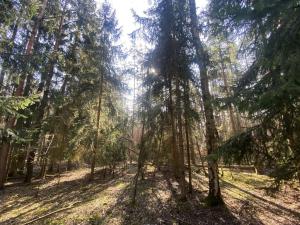 Prodej lesa, Všehrdy, 2222 m2