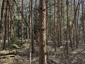 Prodej lesa, Dehtáře, 34777 m2