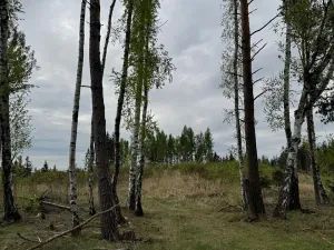 Prodej lesa, Dehtáře, 34777 m2