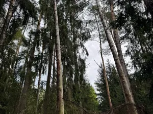 Prodej lesa, Dehtáře, 34777 m2