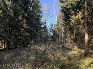 Prodej lesa, Vlastiboř, 3495 m2