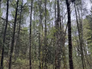Prodej lesa, Bukovina u Čisté, 29196 m2