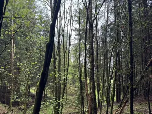 Prodej lesa, Bukovina u Čisté, 29196 m2