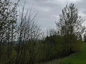 Prodej lesa, Bukovina u Čisté, 12070 m2