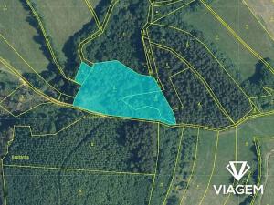 Prodej lesa, Hovězí, 7071 m2