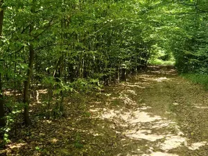 Prodej pole, Bílá Lhota, 1851 m2
