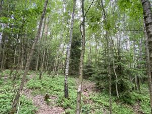 Prodej lesa, Blížejov - Lštění, 4152 m2