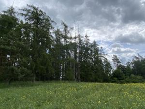 Prodej lesa, Blížejov - Lštění, 4624 m2