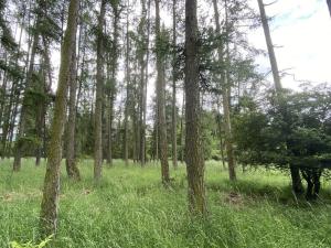 Prodej lesa, Blížejov - Lštění, 4624 m2