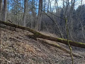 Prodej lesa, Bojkovice, 3376 m2