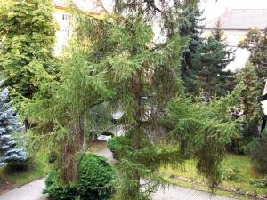 Pronájem bytu 1+1, České Budějovice, Puklicova, 40 m2