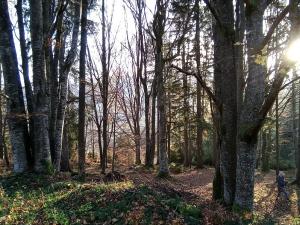 Prodej pozemku, Železná Ruda - Hojsova Stráž, 4029 m2