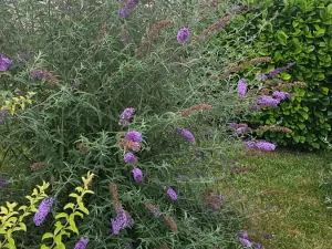 Pronájem rodinného domu, Olšany u Prostějova, 55 m2
