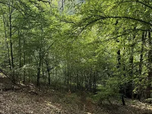 Prodej lesa, Loučky, 4938 m2