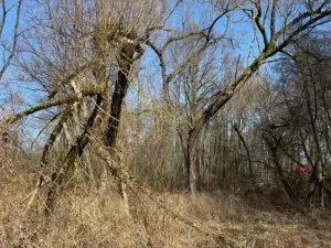 Prodej lesa, Jaroměř, 19276 m2