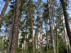 Prodej lesa, Bystřice, 8860 m2