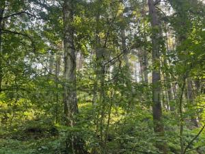 Prodej lesa, Mírová pod Kozákovem - Sekerkovy Loučky, 5461 m2