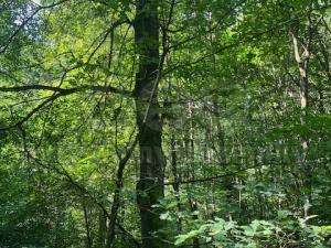 Prodej lesa, Mírová pod Kozákovem - Sekerkovy Loučky, 5461 m2