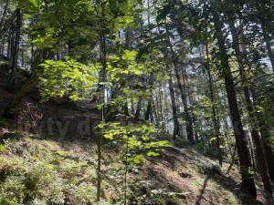 Prodej lesa, Mírová pod Kozákovem - Sekerkovy Loučky, 5461 m2