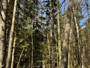 Prodej lesa, Vlastiboř, 3495 m2