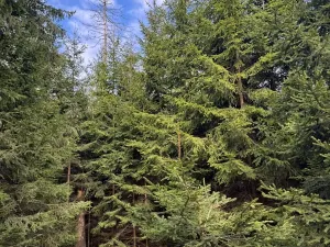 Prodej lesa, Předín, 6892 m2