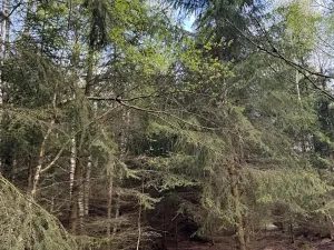 Prodej lesa, Předín, 6892 m2
