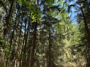 Prodej lesa, Ločenice, 28185 m2