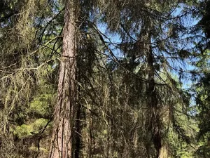 Prodej lesa, Ločenice, 28185 m2