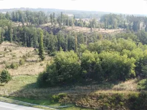 Dražba pozemku, Borek, 1351 m2