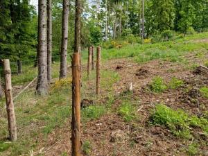 Prodej lesa, Hrazany - Klisinec, 9634 m2