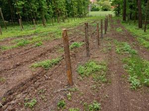 Prodej lesa, Hrazany - Klisinec, 9634 m2