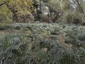 Prodej lesa, Borohrádek, 7342 m2