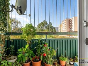 Prodej bytu 3+1, Brno, Zikova, 76 m2