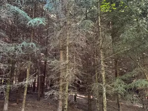 Prodej pozemku, Trutnov, 26242 m2