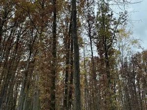 Prodej podílu pozemku, Dolní Lukavice, 43384 m2