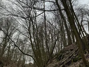 Prodej podílu lesa, Luka, 3584 m2