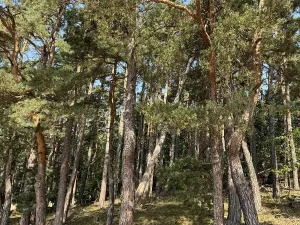 Prodej podílu pozemku, Hradiště, 3093 m2