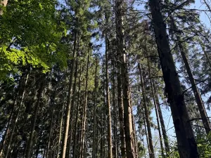 Prodej podílu lesa, Liberk, 5585 m2