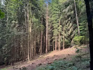 Prodej lesa, Písařov, 53575 m2