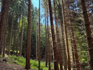 Prodej lesa, Písařov, 53575 m2