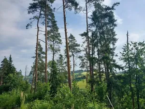 Prodej lesa, Bítovčice, 4158 m2